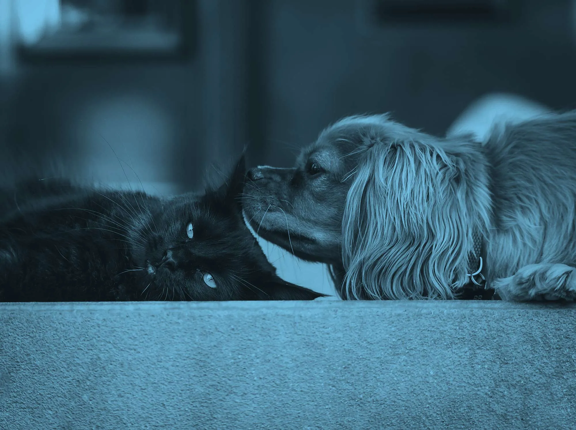 Katze und Hund